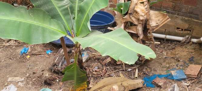 bananeira
