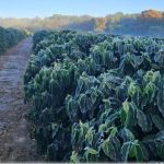 Geadas esquentam preços do café para o consumidor