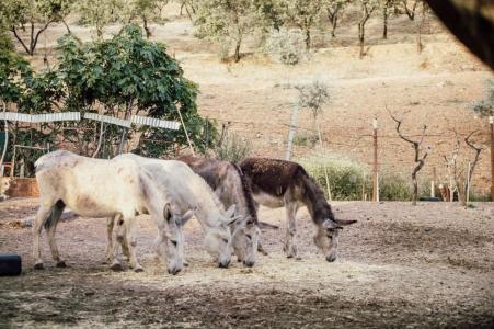 animais_burros_freepik