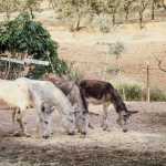 Seis milhões de burros são abatidos por ano para uso medicinal na China