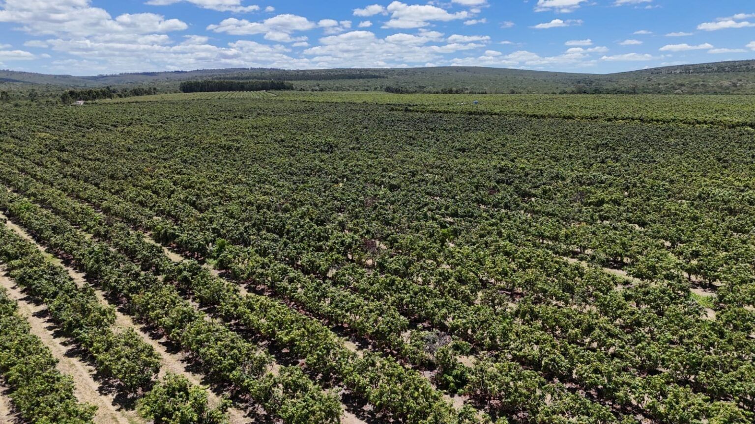 Agronegócio de Minas Gerais registra PIB recorde de R$ 235 bilhões e ultrapassa receita da mineração em exportações