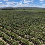 Agronegócio de Minas Gerais registra PIB recorde de R$ 235 bilhões e ultrapassa receita da mineração em exportações