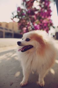 Lulu da pomerânia salvou tutores de ataque russo em Kiev