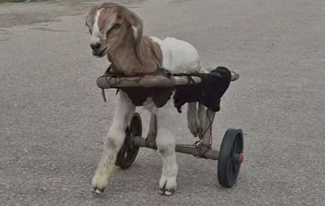 Vídeo: carneiro paraplégico 'Frederico' ganha presente no Ceará