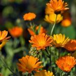 A semente perfeita para plantar em julho e ter um jardim cheio de flores na primavera