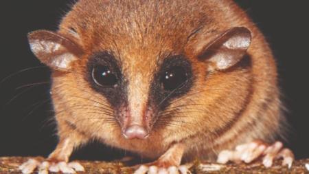 Novo marsupial foi descoberto na Amazônia