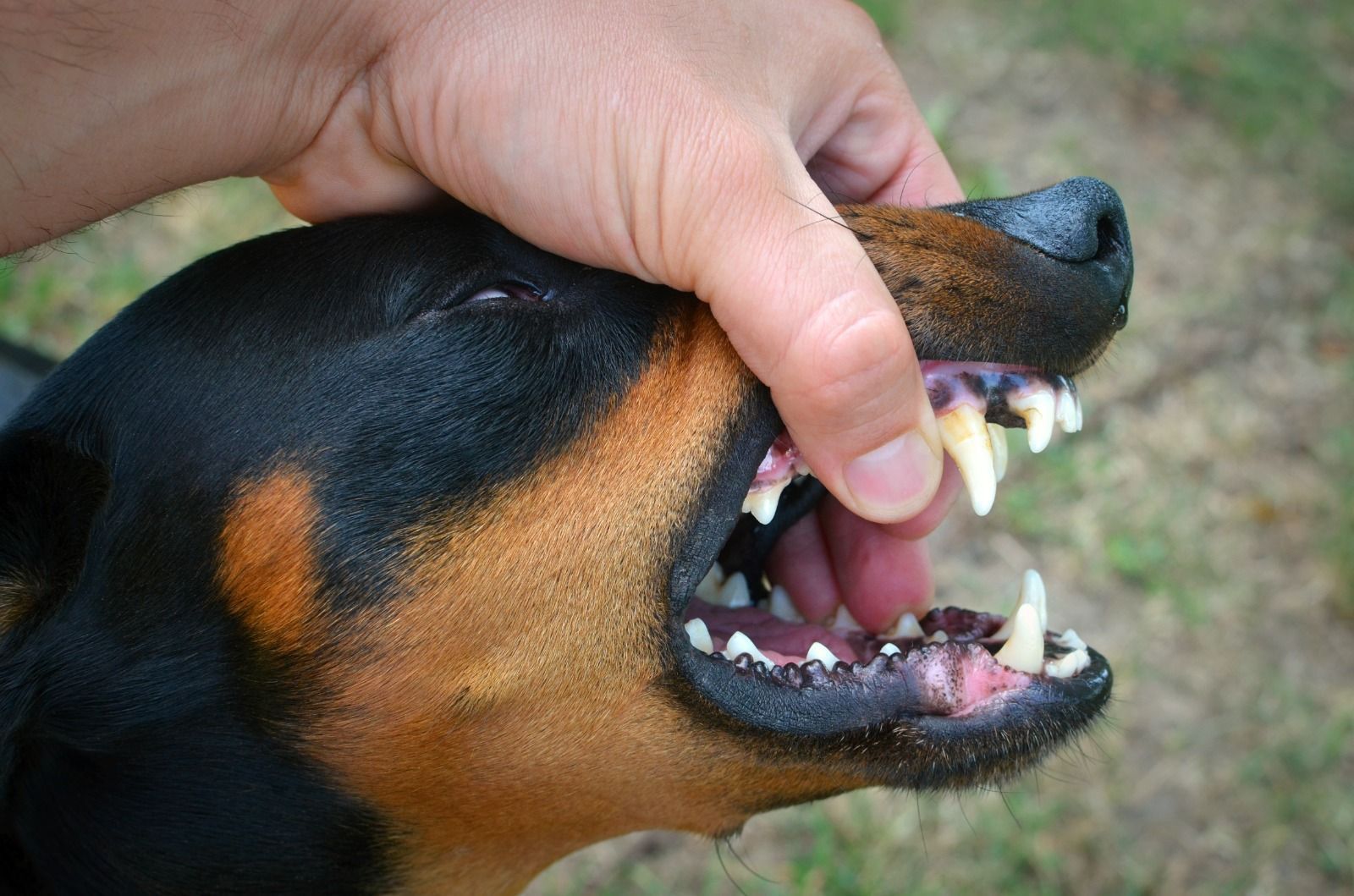 Reconheça os sinais de um cão agressivo e saiba como agir após uma mordida