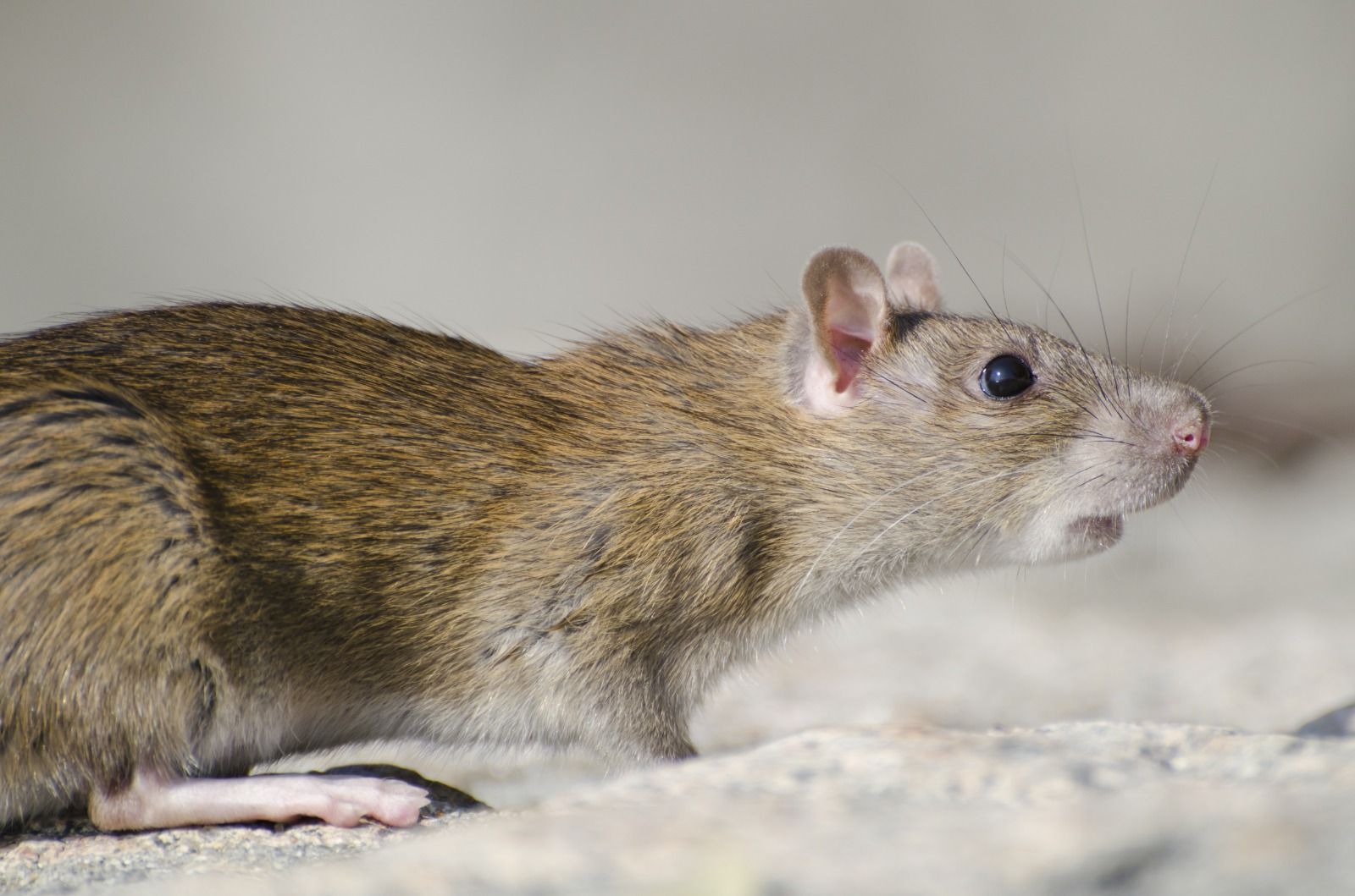 Plantas naturais que ajudam você a se livrar de ratos e camundongos de forma rápida e fácil