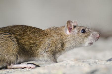 Rato