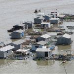 Especialistas falam sobre os riscos de doenças para humanos se a tilápia do Vietnã entrar no Brasil