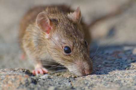 Rato