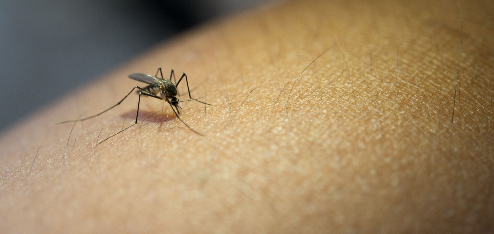Quanto sangue um mosquito suga em uma picada?
