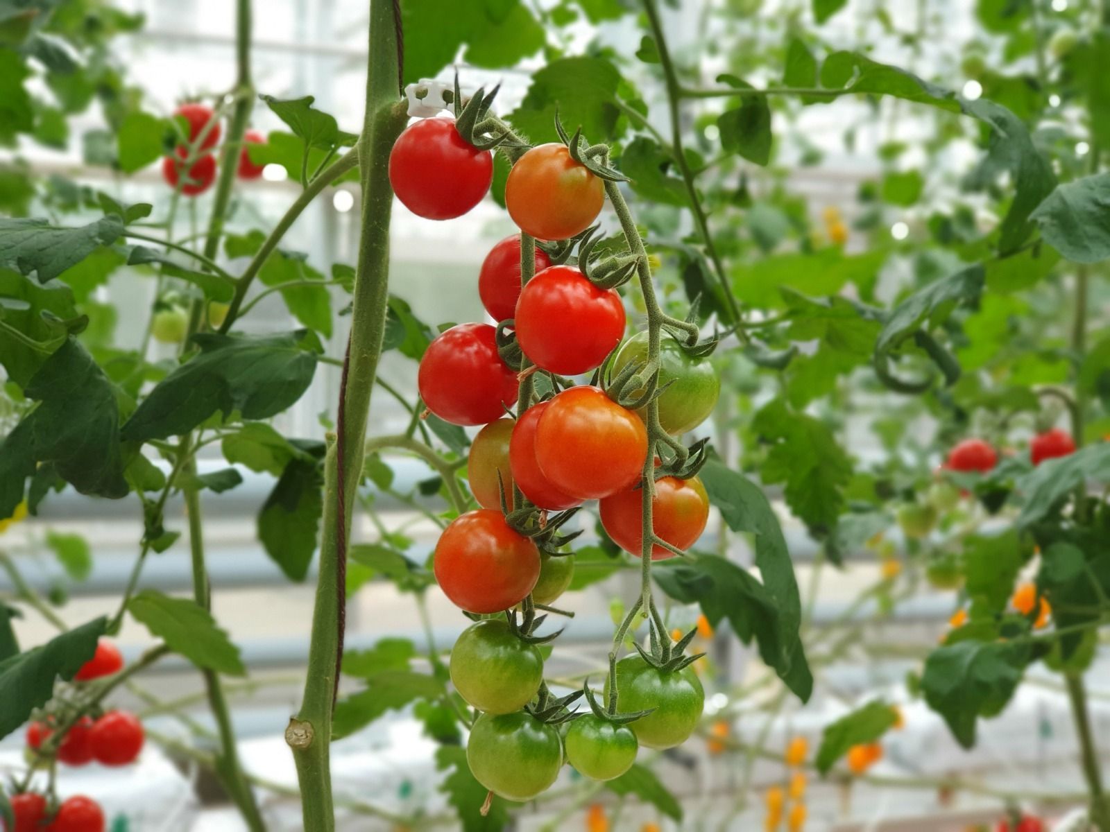 Veja como plantar tomate em casa mesmo com pouco espaço