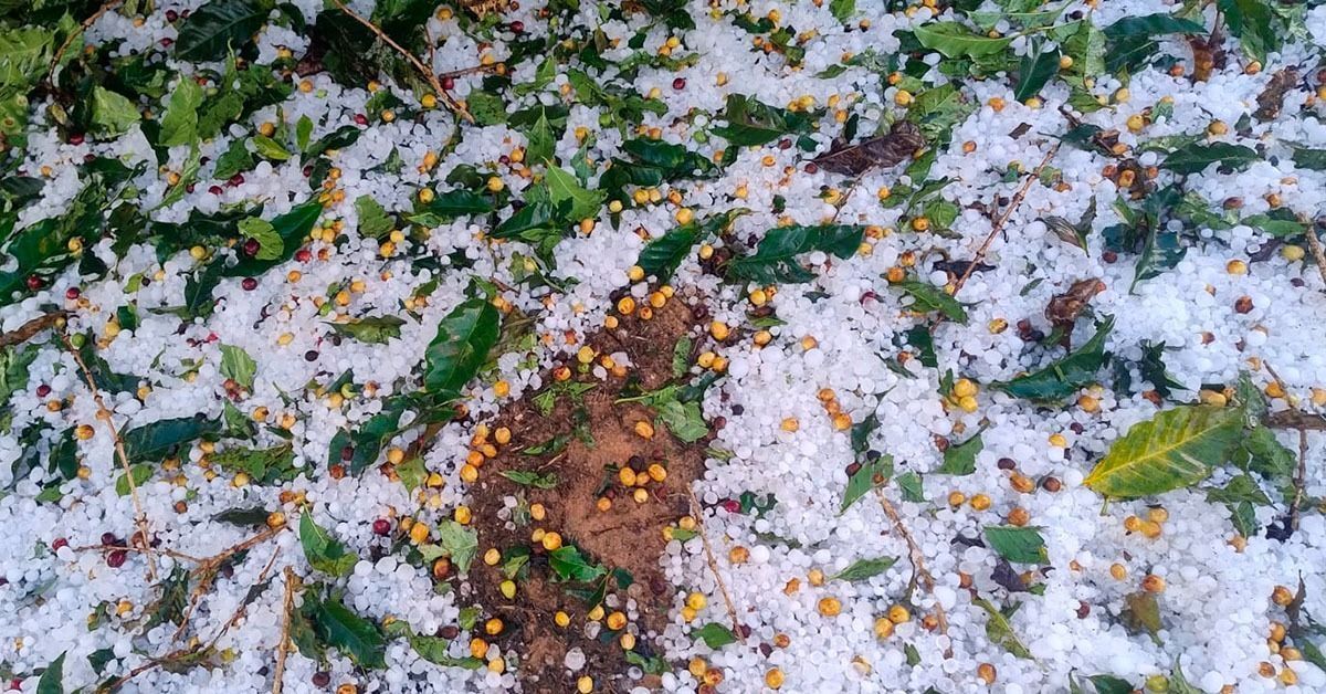 Chuva de granizo devasta cafezais no Sul de Minas e ameaça safra dos próximos anos
