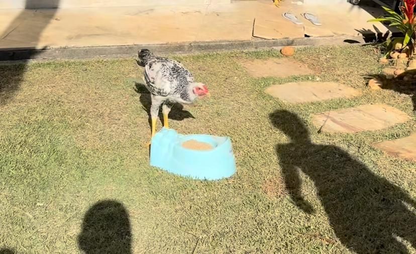 Atlético: acompanhado dos filhos, Arana brinca com galinha chamada 'Alan Kardec'
