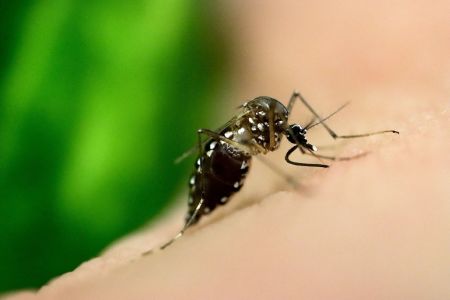 Aedes Aegypti, vetor do vírus da dengue