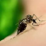 Dengue: comissão aprova segurança de vacina contra a doença