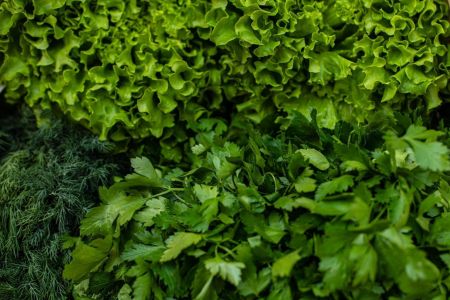 Folhas Verdes