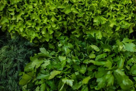 Folhas Verdes