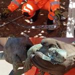 Bombeiros capturam jibóia e iguana em Janaúba e devolvem animais à natureza