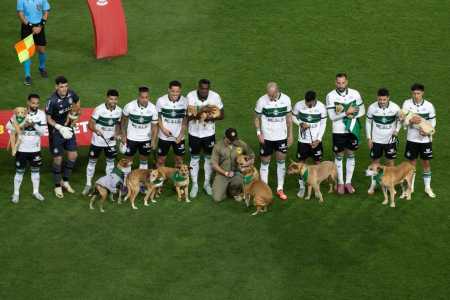 Coritiba faz ação incentivando a adoção de cachorros caramelos