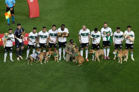 Coritiba faz ação incentivando a adoção de cachorros caramelos