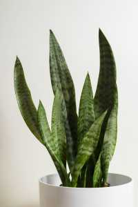 Espada-de-são-jorge