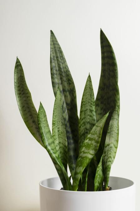 Espada-de-são-jorge