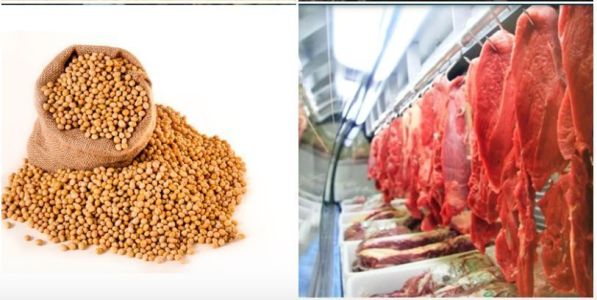 soja e carne bovina