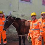 Cavalo é resgatado após queda próxima a residência em Ouro Preto