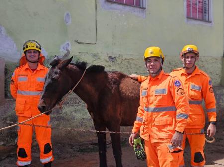 Cavalo resgatado