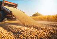 Agro cresce 11,7% e se consolida como o motor do PIB brasileiro em 2025