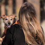Minas tem 18 milhões de pets e lidera consumo no Brasil