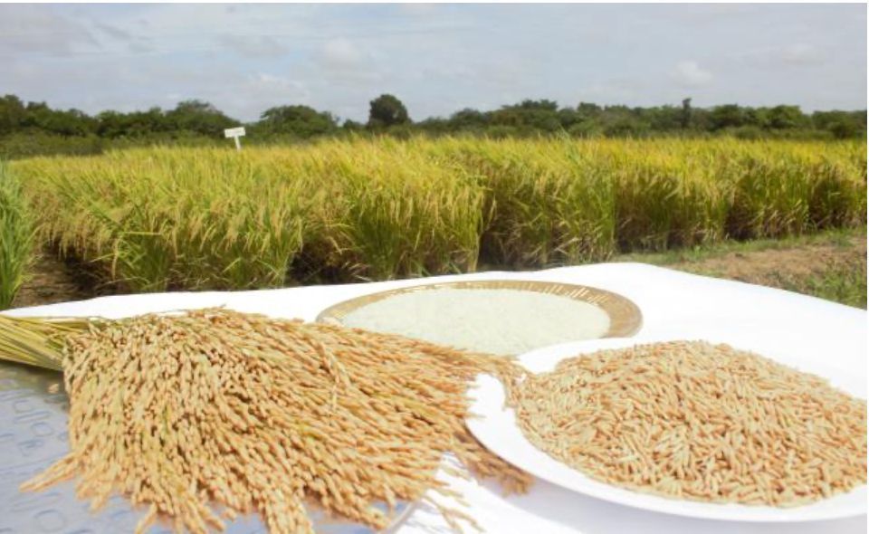 Tá sobrando arroz! Consumidor vai pagar barato até o ano que vem