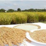 Tá sobrando arroz! Consumidor vai pagar barato até o ano que vem