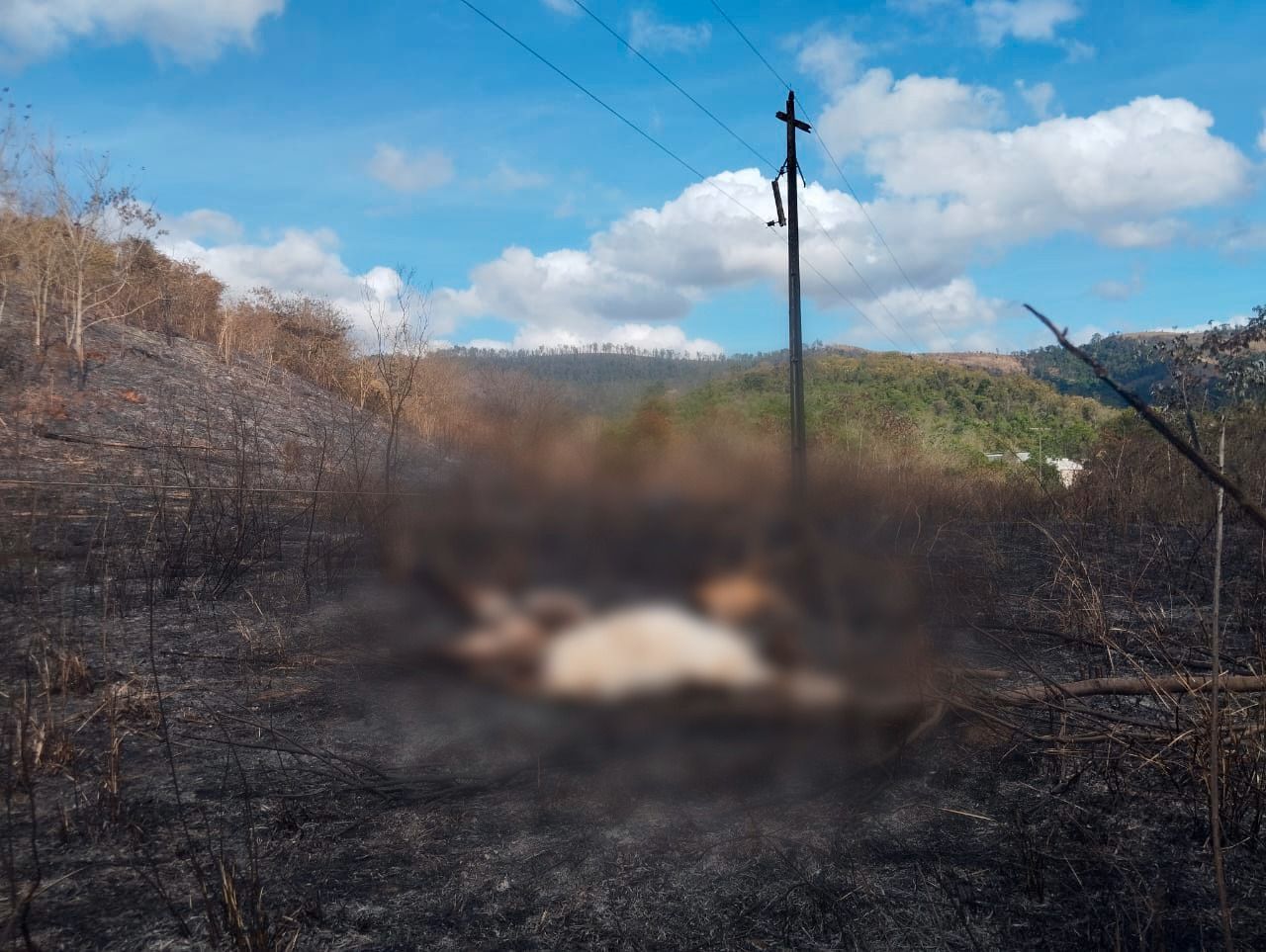 Animais são encontrados mortos em área destruída pelo fogo próximo ao Parque do Rio Doce