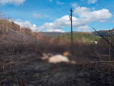 Animais mortos incêndio Parque do Rio Doce