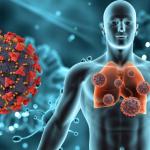 Tolerância imunológica periférica: entenda como o corpo controla o sistema imunológico