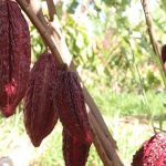 Cacau ganha espaço em Minas e entra no radar da Emater