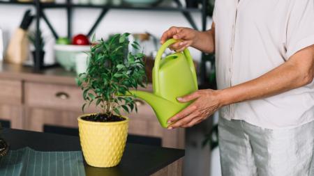Pessoa regando um vaso de planta