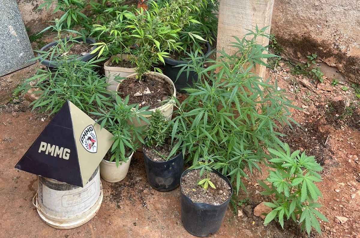 Homem é preso com 12 pés de maconha em Timóteo