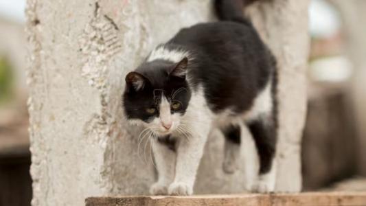 gato