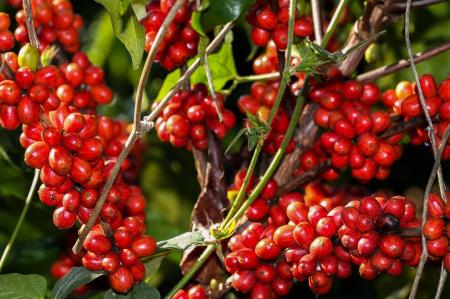 Levantamento aponta que, em 2025, o poder de compra dos cafeicultores frente aos fertilizantes é considerado favorável