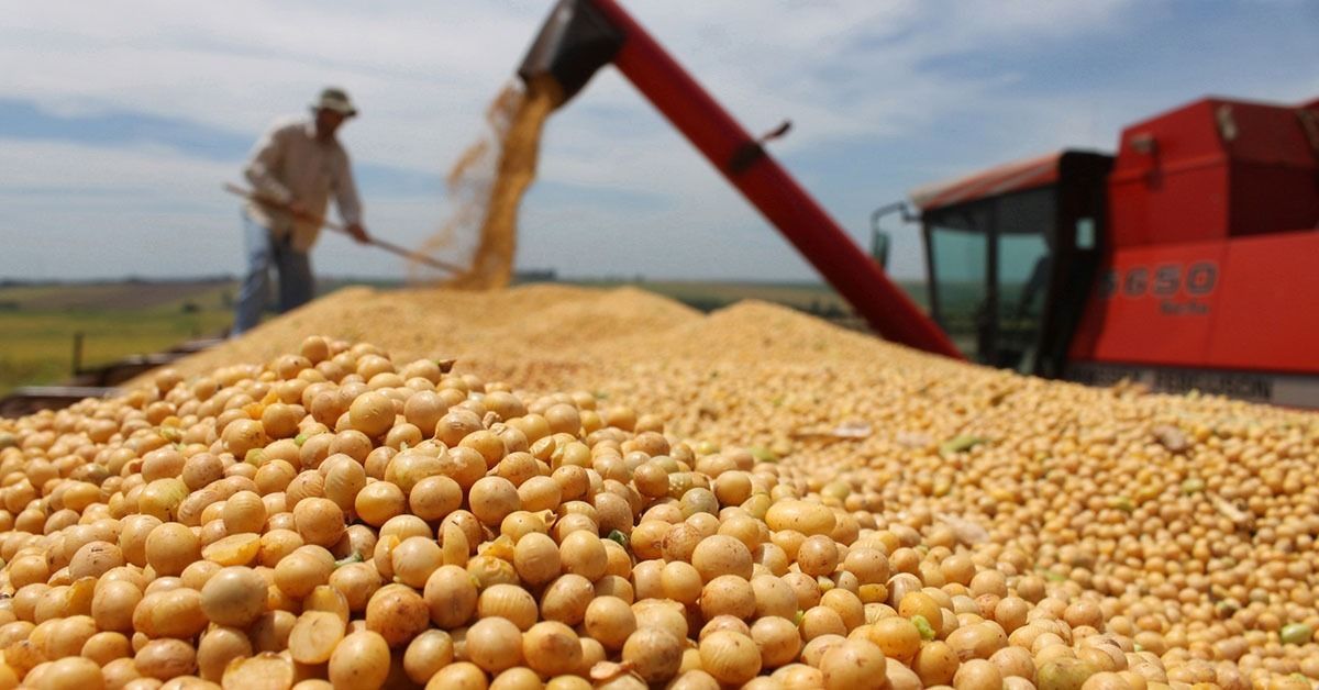 Área plantada com soja em Rondônia deve ultrapassar 700 mil hectares na safra 25/26