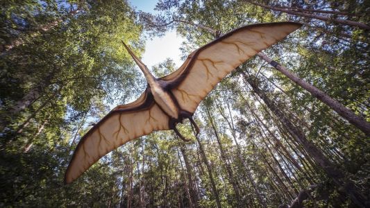Cientistas descobriram o maior pterossauro do mundo