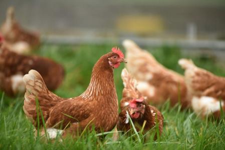 Os preços da carne de frango no Brasil estão próximos aos registrados antes da ocorrência da gripe aviária, em maio deste ano