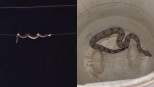 cobra rastejando no fio de energia