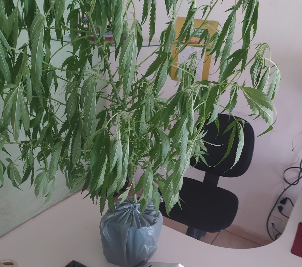 Pés de maconha são apreendidos em Jaguaraçú e São Domingos do Prata