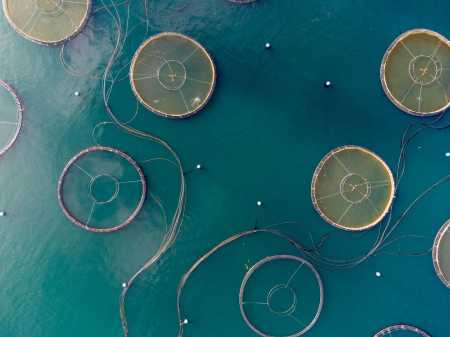 De julho a setembro, o Brasil exportou quase 3.000 toneladas de produtos da piscicultura