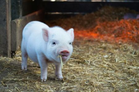 Foram destinadas ao mercado doméstico 191,5 mil toneladas de carne suína